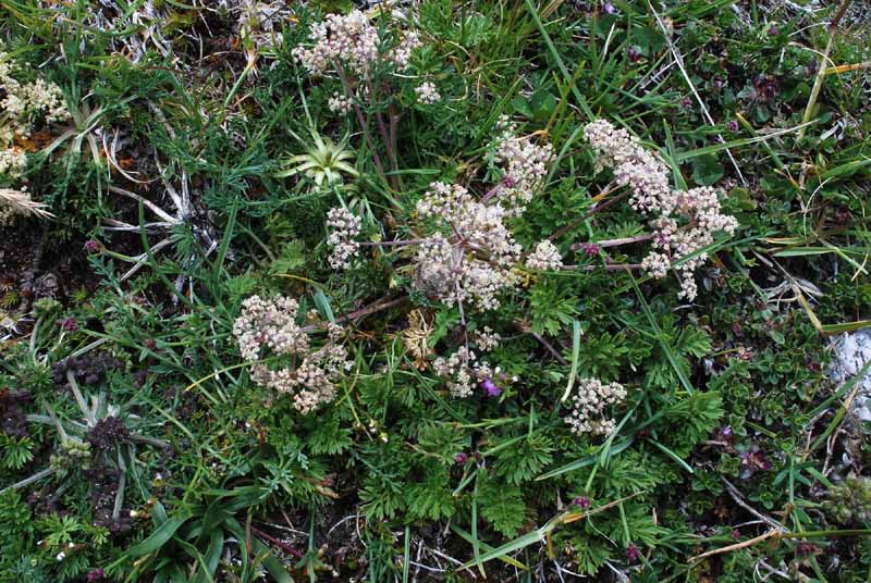 Trinia dalechampii / Sassifragia di Dalechamp